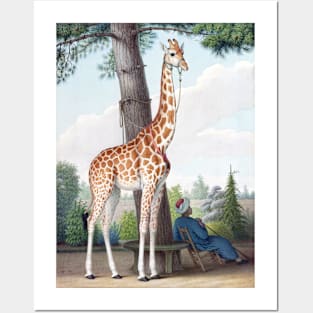 Nicolas Hüet the Younger Study of the Giraffe Given to Charles X by the Viceroy of Egypt Posters and Art